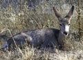 A Young Deer Resting In The Dry Grass Royalty Free Stock Photo