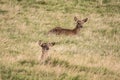 Young deer resting on grass slope, Black Forest, Germany