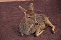 Young deer resting Royalty Free Stock Photo