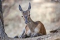 Young deer resting. Sierra de las Nieves Natural Park, Malaga. Spain Royalty Free Stock Photo