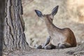 Young deer resting. Sierra de las Nieves Natural Park, Malaga. Spain Royalty Free Stock Photo