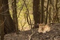 Young deer restingin the dutch landscape at waterleiding dunes Royalty Free Stock Photo