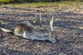 Young deer rests at a meadow