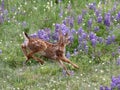 Young Deer Running in Flowers