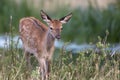 Young deer rushing through Royalty Free Stock Photo
