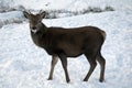 Young Deer in the Scottish snow Royalty Free Stock Photo