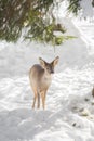 Young deer in the snow Royalty Free Stock Photo