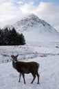 Young Deer in the snow at Glen Coe in Scotland Royalty Free Stock Photo