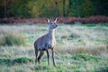 Deer stag posing Royalty Free Stock Photo