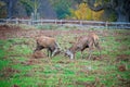 Deer stags fighting