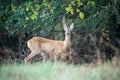 Young deer standing on a forest edge Royalty Free Stock Photo