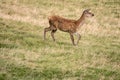 Young deer standing on grass slope, Black Forest, Germany