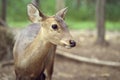 young deer standing portrait in forest Royalty Free Stock Photo