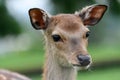 Young Deer standing Portrait Royalty Free Stock Photo