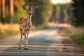 Young deer standing on a road in a forest setting. Royalty Free Stock Photo