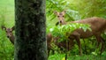 Young deer staring straight back at the camera, Whitetail fawn up close, Roe deer buck with doe at the end of winter. Royalty Free Stock Photo