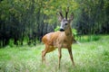 Young deer in summer forest Royalty Free Stock Photo