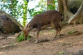 Young deer thin horns fluffy brown spotted cute wild animal grazes on the ground looking for food