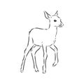 Young deer vector silhouette. fawn, vector sketch illustration Royalty Free Stock Photo