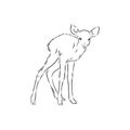 Young deer vector silhouette. fawn, vector sketch illustration Royalty Free Stock Photo