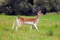 Deer in nature reserve Amsterdamse Waterleidingduine