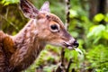 Young deer walking in forest eating leaves in field Royalty Free Stock Photo