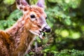 Young deer walking in forest eating leaves in field Royalty Free Stock Photo