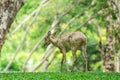 Young deer walking in the park Royalty Free Stock Photo