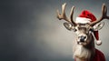 Young deer wearing a Santa hat on a gray background with space for text. Christmas deer with santa hat on dark Royalty Free Stock Photo