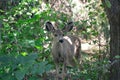 Young deer in the woods, Kathryn Albertson Park, Boise Idaho, closeup front view horizontal Royalty Free Stock Photo