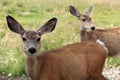 Young deers in a field Royalty Free Stock Photo