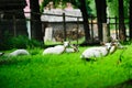 Young deers on the green grass