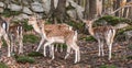 Young deers group picture