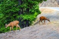 Young deers near the road. Summer wildlife landscape with a relaxed wildlife in nature