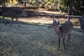 Young deers in the park Nara Park