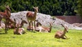 Young deers resting near some rocks