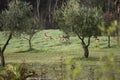 Young deers running on a green rural field