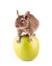 Young degu on the apple Royalty Free Stock Photo