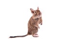 Young degu isolated