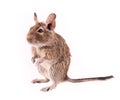 Young degu isolated Royalty Free Stock Photo