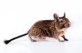 Young degu Royalty Free Stock Photo
