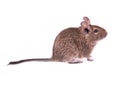 Young degu isolated Royalty Free Stock Photo