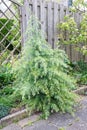 Young Deodar cedar tree with hanging fresh new shoots