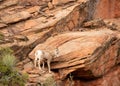 A young desert big horned sheep contemplating a jump from a high ledge of red sandstone.