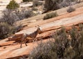 A young desert big horned sheep makes it`s way up a slope or red slickrock in Zion national park Utah