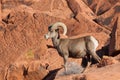 Young Desert Bighorn Ram