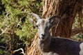 Young Desert Bighorn Sheep