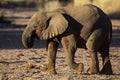 Young desert elephant of Namibia Royalty Free Stock Photo