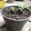 Young dessert rose in the pot