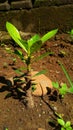 Young dessert rose (adenium) plant